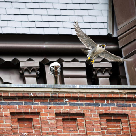 A falcon taking off from Memorial Hall with a webcam next to it